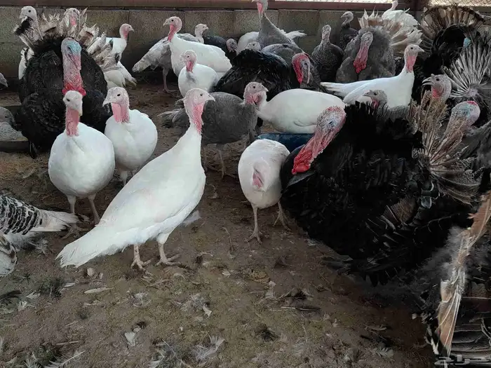 بيض رومي مخصب 6