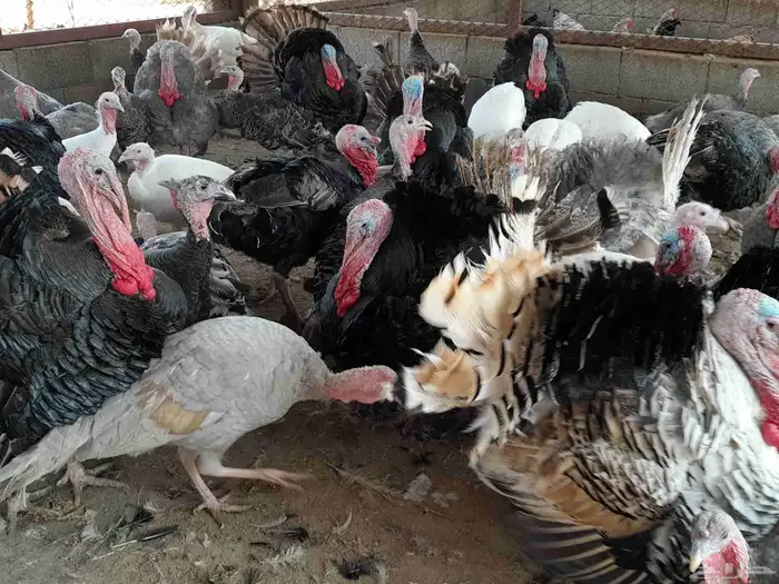 بيض رومي مخصب 4