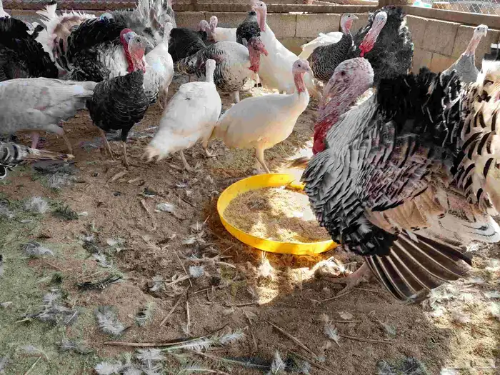 بيض رومي مخصب 2