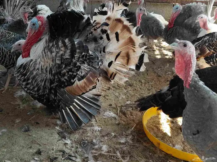 بيض رومي مخصب 0