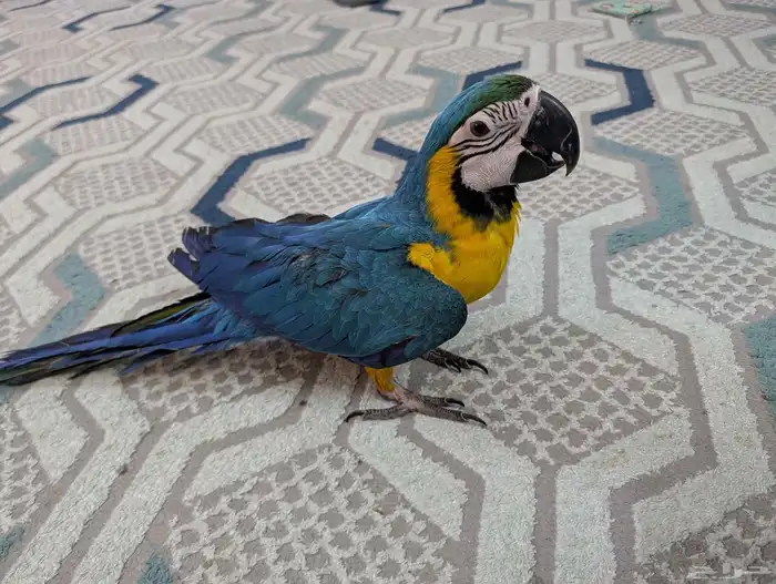 مكاو حمامه هدد 0