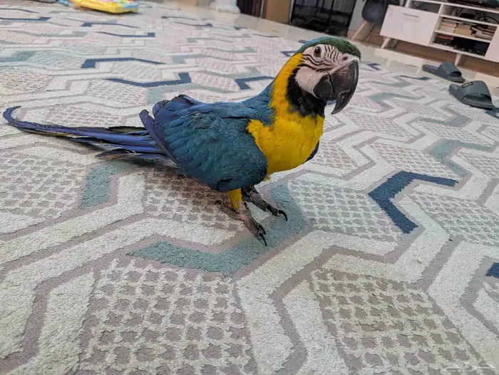 مكاو حمامه هدد 4