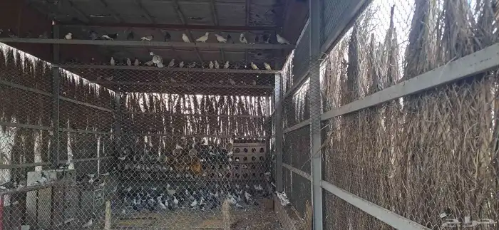 للبيع حمام الأنواع العادي وزاجل والاحم وأنواع غيرمعروف وفخمه 4