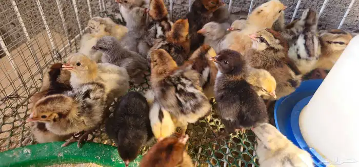 صوص دجاج بلدي وفيومي للبيع 4