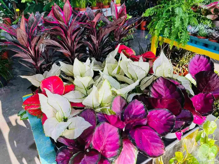 حدائق الصنوبر 8