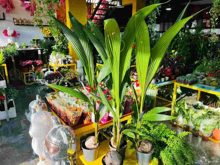 حدائق الصنوبر 5