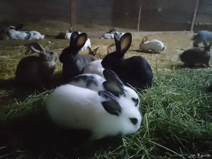 ارانب للبيع 0