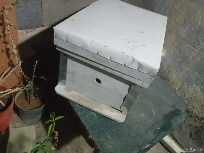 صندوق نحل 2