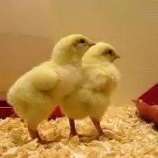 صوص لاحم روس 308 0