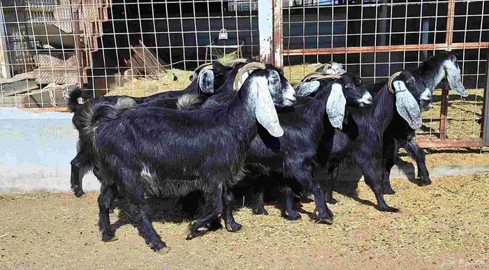 عوارض منايح شرط الدفيع علي السونار العدد 8 للقناي 17