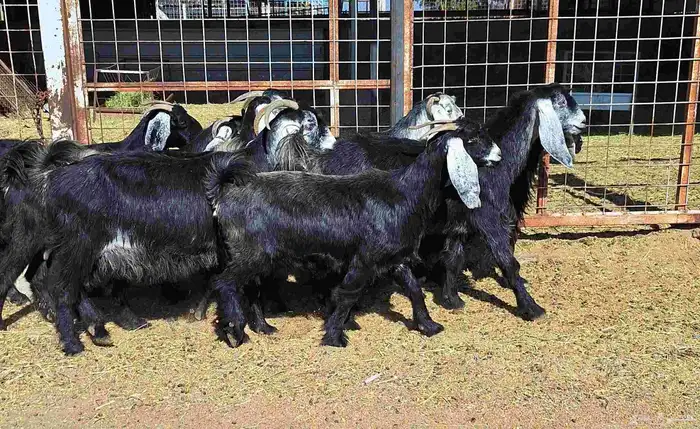 عوارض منايح شرط الدفيع علي السونار العدد 8 للقناي 20