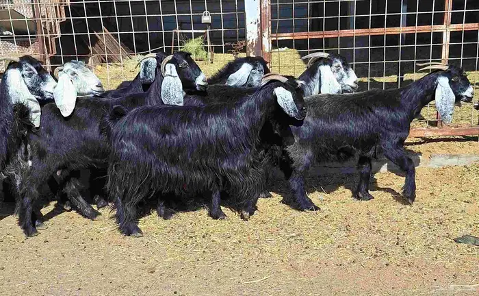 عوارض منايح شرط الدفيع علي السونار العدد 8 للقناي 10