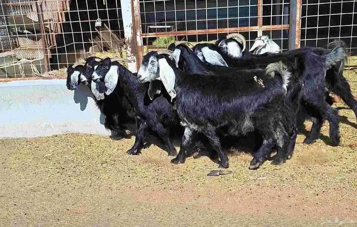 عوارض منايح شرط الدفيع علي السونار العدد 8 للقناي 15