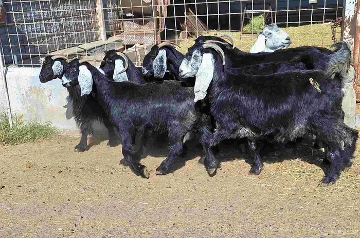 عوارض منايح شرط الدفيع علي السونار العدد 8 للقناي 14