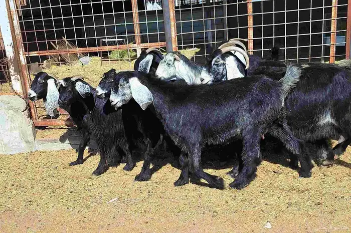 عوارض منايح شرط الدفيع علي السونار العدد 8 للقناي 1