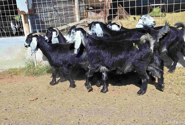 عوارض منايح شرط الدفيع علي السونار العدد 8 للقناي 2