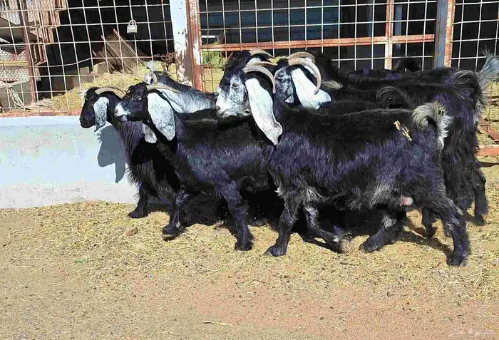 عوارض منايح شرط الدفيع علي السونار العدد 8 للقناي 19