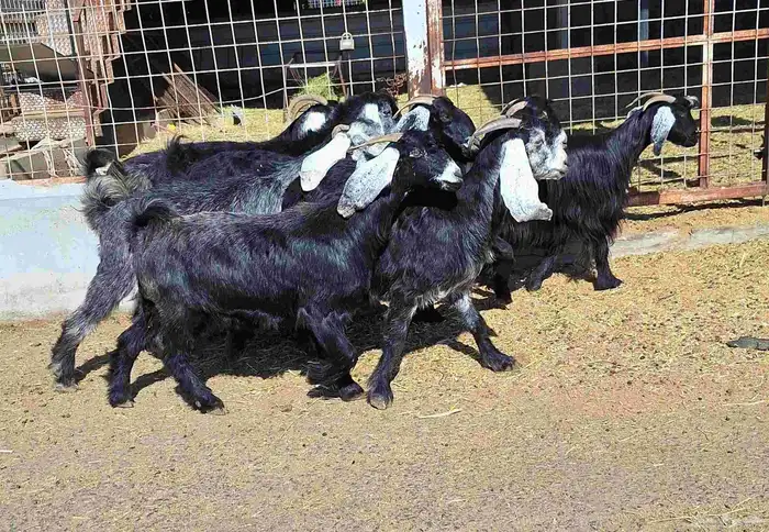 عوارض منايح شرط الدفيع علي السونار العدد 8 للقناي 8