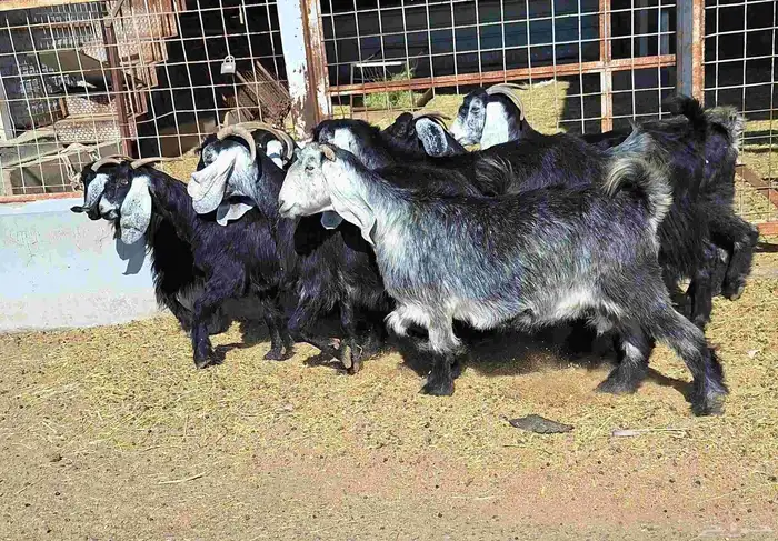 عوارض منايح شرط الدفيع علي السونار العدد 8 للقناي 7