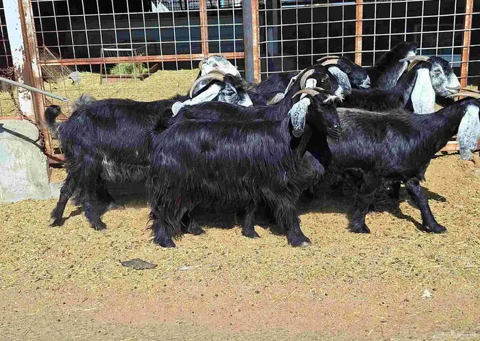 عوارض منايح شرط الدفيع علي السونار العدد 8 للقناي 11