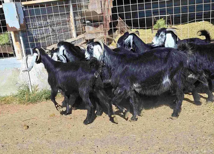 عوارض منايح شرط الدفيع علي السونار العدد 8 للقناي 16