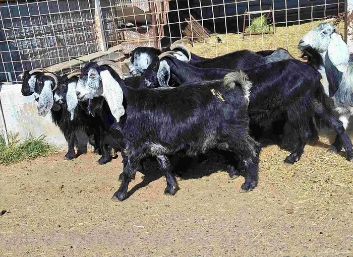 عوارض منايح شرط الدفيع علي السونار العدد 8 للقناي 5