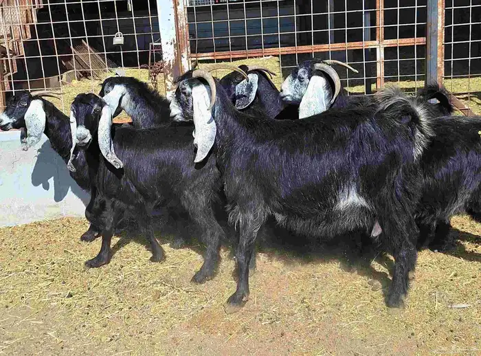 عوارض منايح شرط الدفيع علي السونار العدد 8 للقناي 0