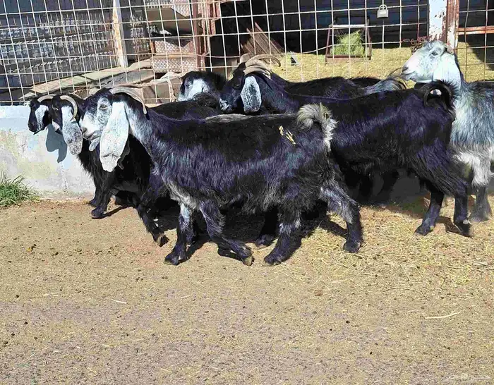 عوارض منايح شرط الدفيع علي السونار العدد 8 للقناي 6