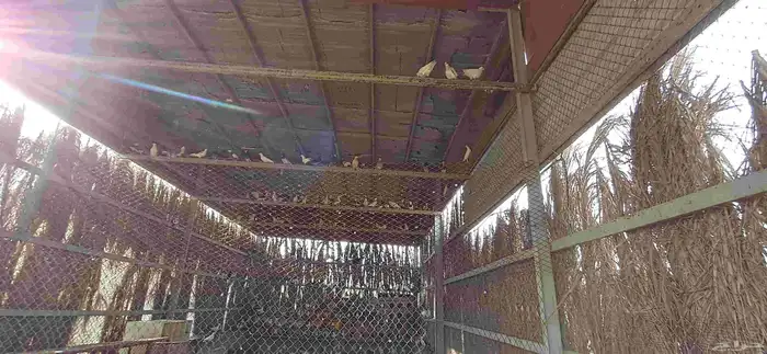 للبيع حمام الأنواع العادي وزاجل والاحم وأنواع غيرمعروف وفخمه 2