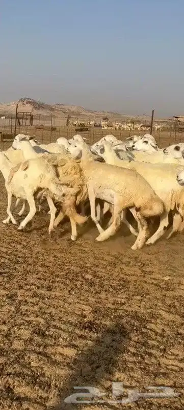 اعرض لكم يوم عرض مميز لمحبيين الحريات الحرش جنب دفيع شرط 23 2