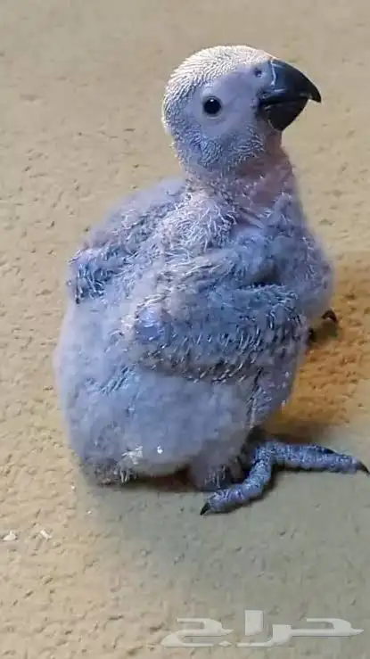 فروخ كاسكو انتاج البلد 1