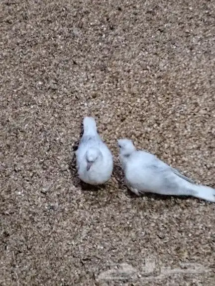 يمام ياكريم كريمي هولندي 4