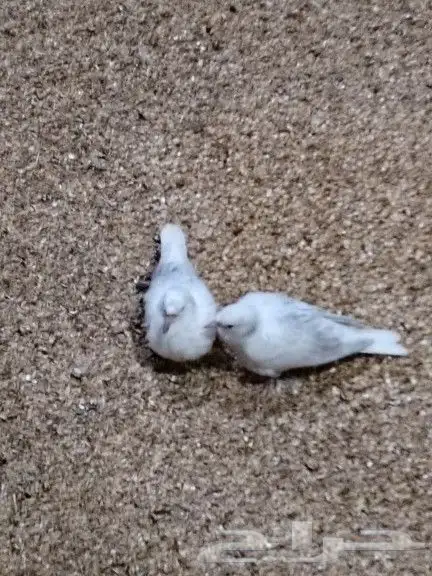 يمام ياكريم كريمي هولندي 3