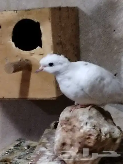 يمام ياكريم كريمي هولندي 1