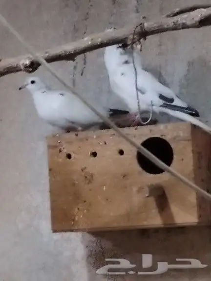 يمام ياكريم كريمي هولندي 2