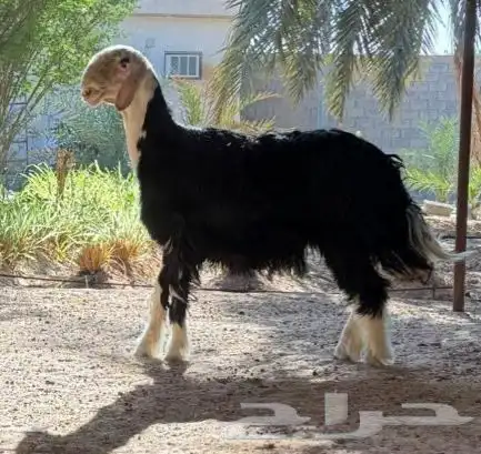 مشروع فحل نجدي معرف 2