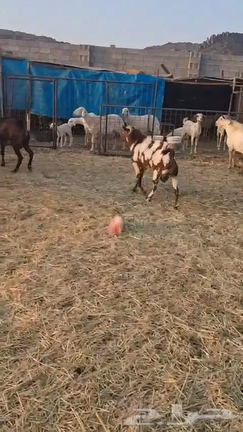 تيوس فحول عدد سته نظيفه وسليمه 6