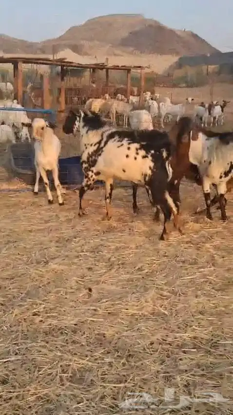 تيوس فحول عدد سته نظيفه وسليمه 7