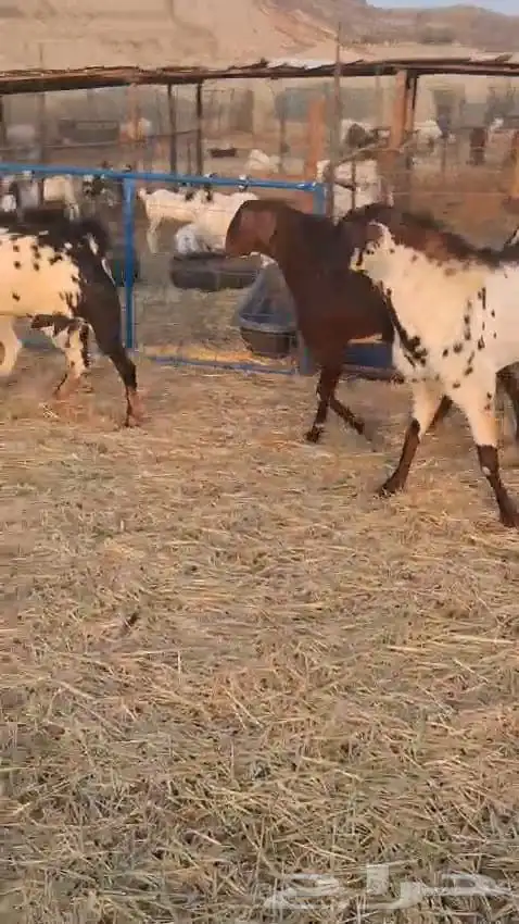 تيوس فحول عدد سته نظيفه وسليمه 4