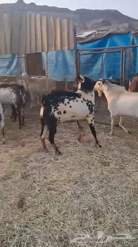 تيوس فحول عدد سته نظيفه وسليمه 1