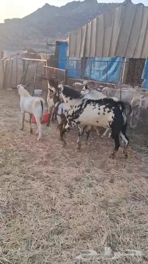 تيوس فحول عدد سته نظيفه وسليمه 0