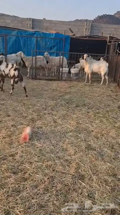 تيوس فحول عدد سته نظيفه وسليمه 2