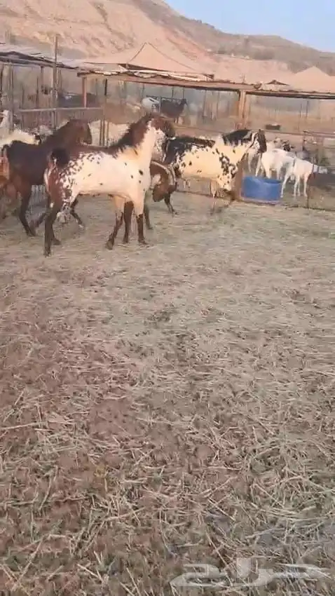 تيوس فحول عدد سته نظيفه وسليمه 9