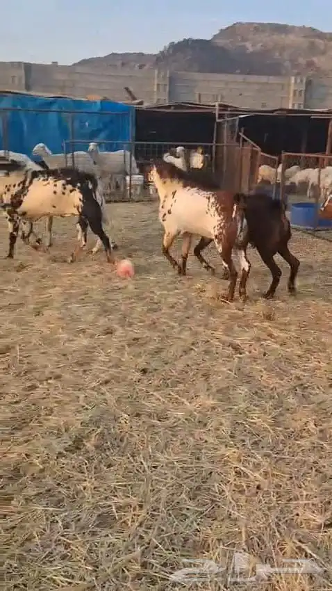 تيوس فحول عدد سته نظيفه وسليمه 5