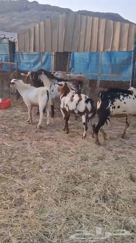 تيوس فحول عدد سته نظيفه وسليمه 3