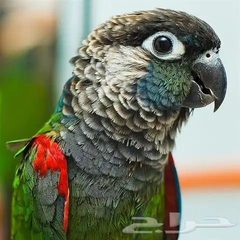 فرخين كنيور بيرلي نوادر 6