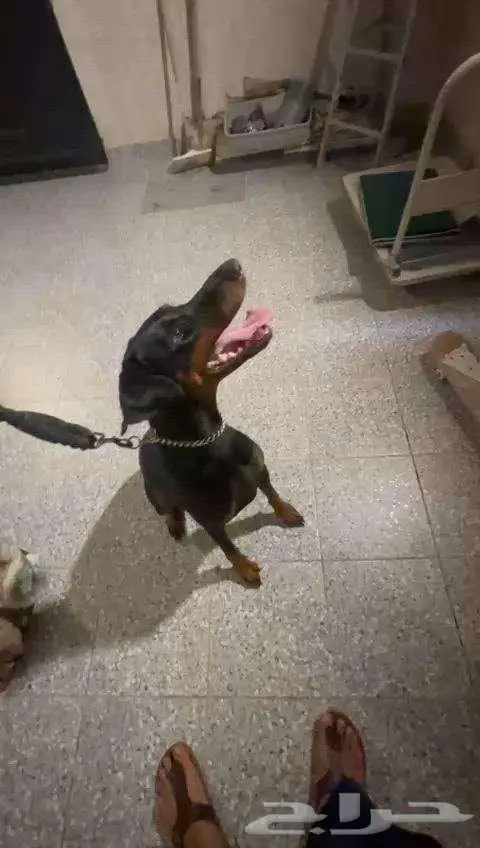 محتاج كلب للتبني واحد من هذا الكلبين او اي كلب يكون 0