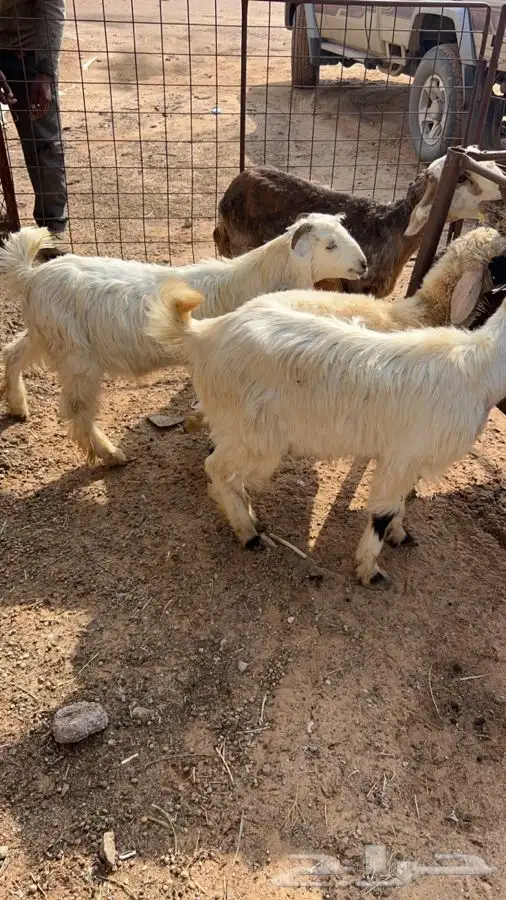 قروب بيع وشرا الحلال الي يبي يدخل يتواصل معي 0