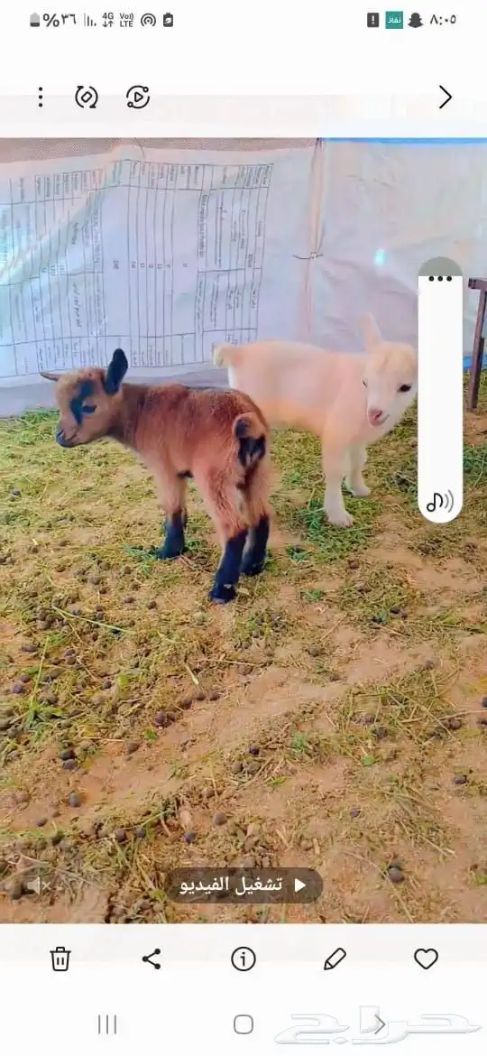 للبيع تيوس قزميه 3