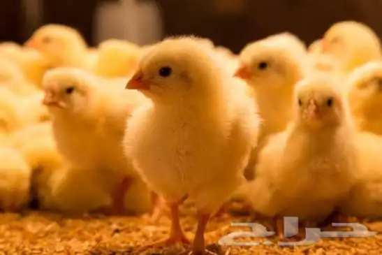 صوص لاحم بنصف السعر 0